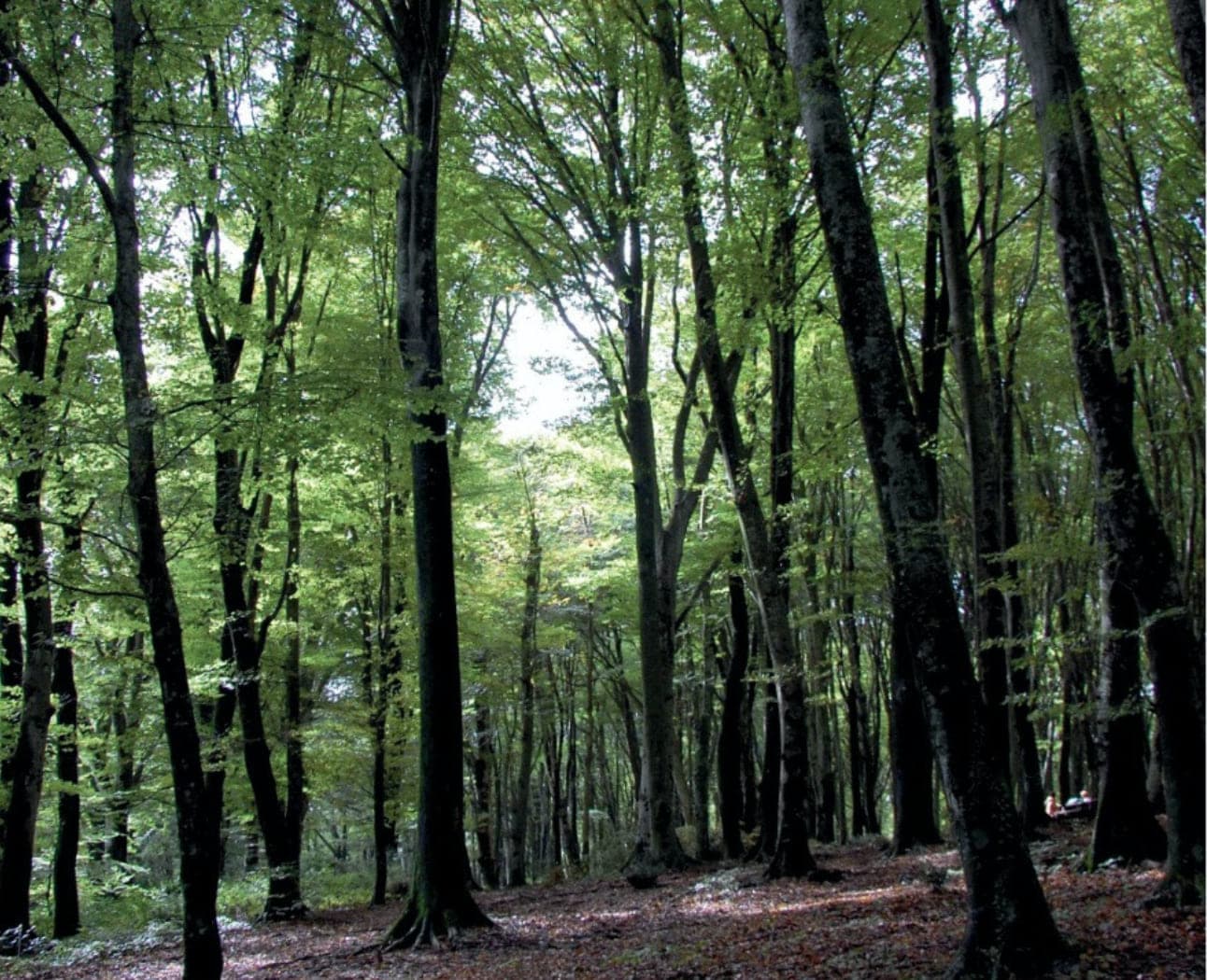 "La Faggeta"Università Agraria di Bassano Romano,