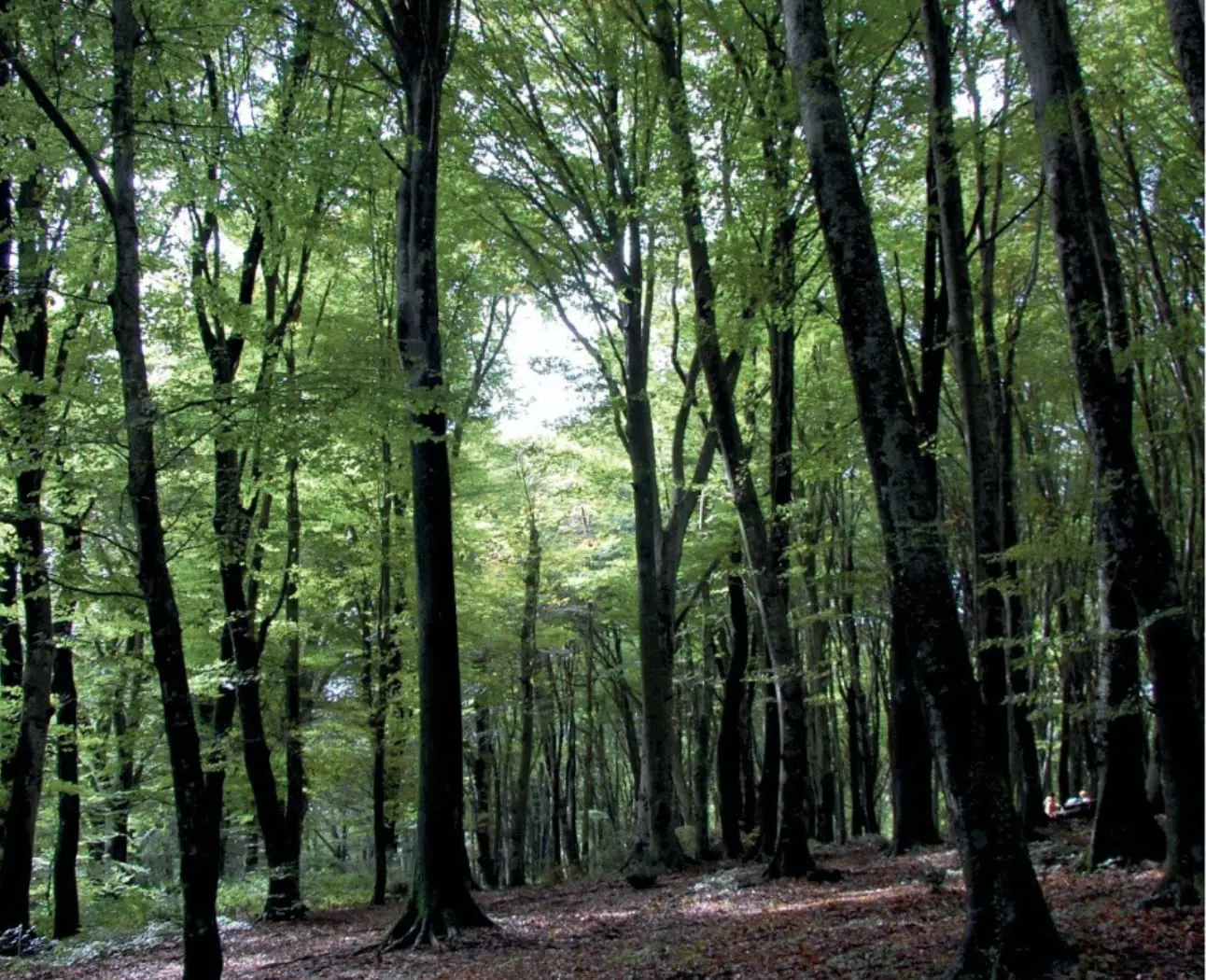 "La Faggeta"Università Agraria di Bassano Romano,